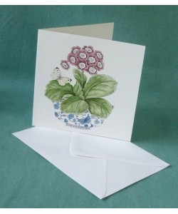 Auricula Card Auricula Card